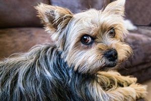 Small long-haired tri-color dog looking sideways at camera - holiday stress can cause even gentle dog to bite.